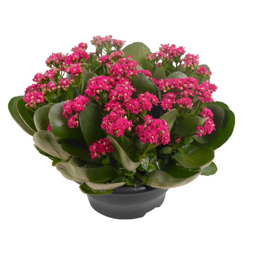 Topfpflanze mit rosa Blüten und grünen Blättern