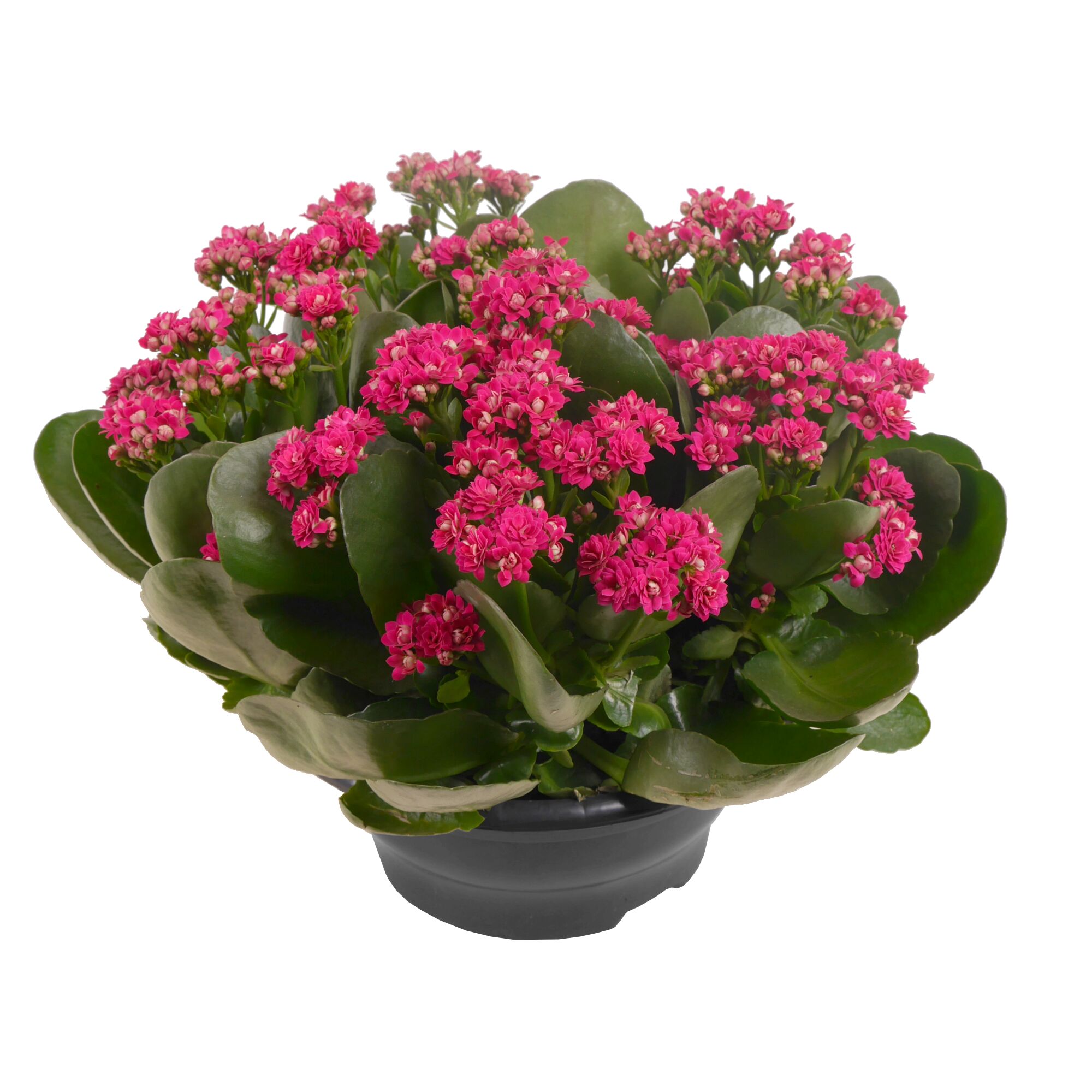 Topfpflanze mit rosa Blüten und grünen Blättern
