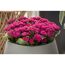 Topf mit pinker Kalanchoe