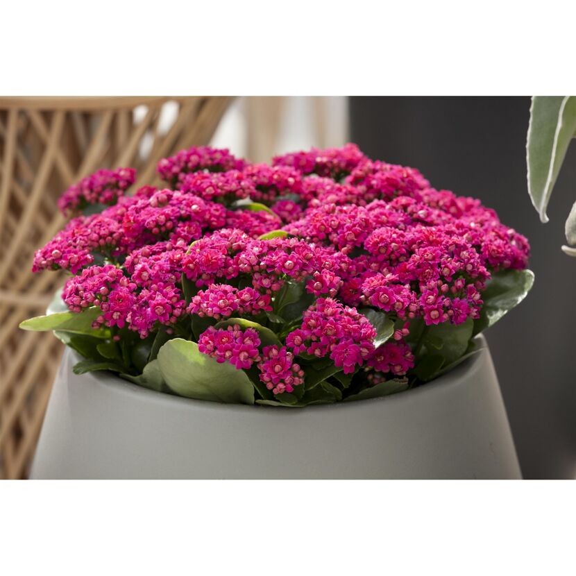 Topf mit pinker Kalanchoe