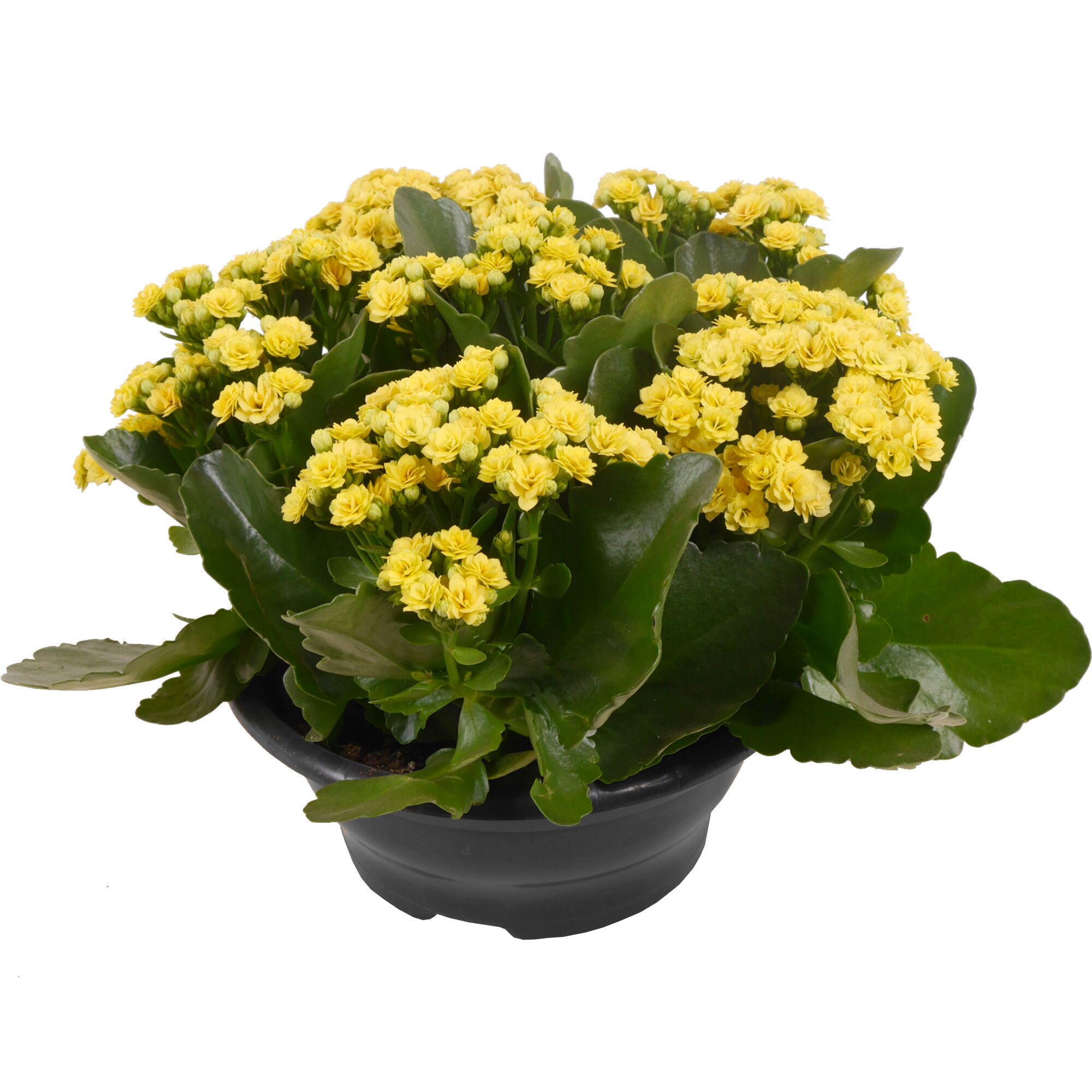 Gelbe Kalanchoe in schwarzem Topf
