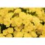 Nahaufnahme von gelben Kalanchoe-Blüten
