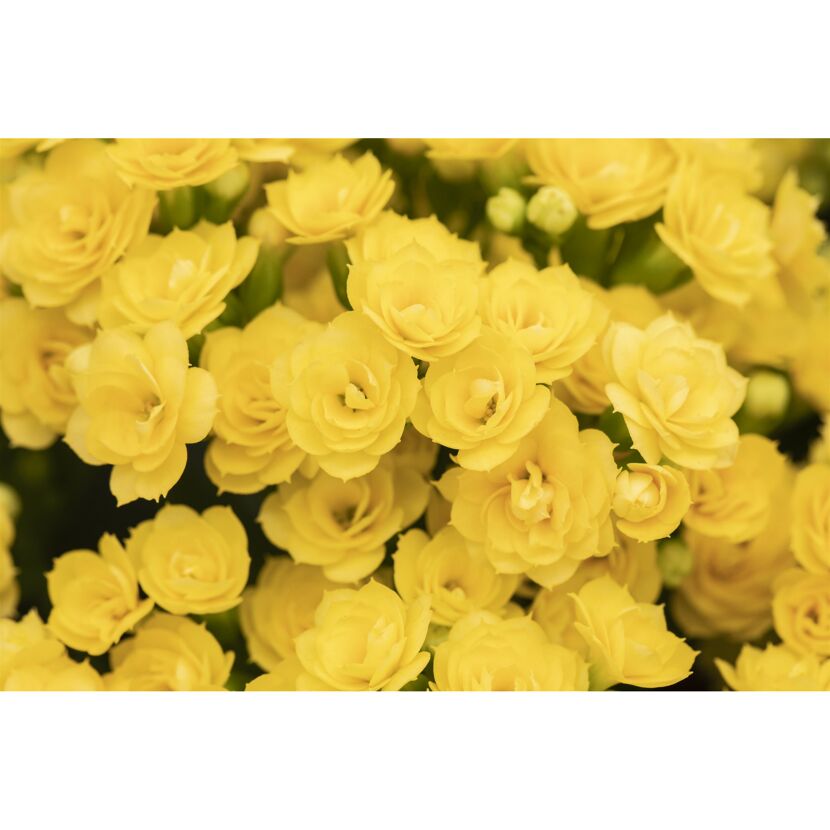 Nahaufnahme von gelben Kalanchoe-Blüten