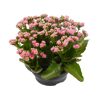Rosa Kalanchoe-Blüten in schwarzem Topf