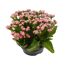 Rosa Kalanchoe-Blüten in schwarzem Topf