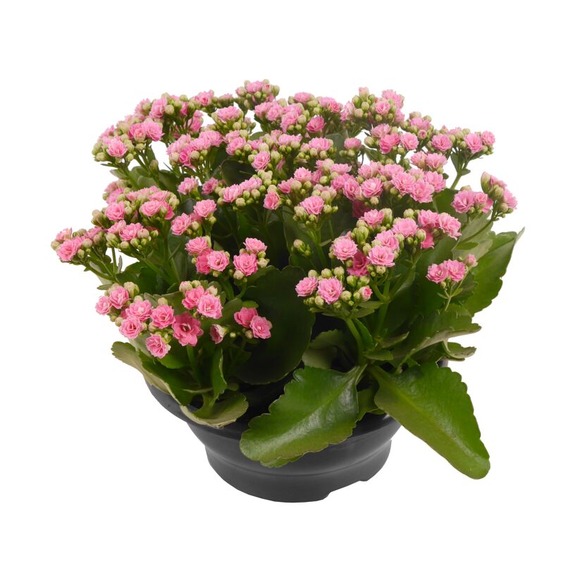 Rosa Kalanchoe-Blüten in schwarzem Topf