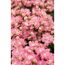 Rosa Kalanchoe-Blüten