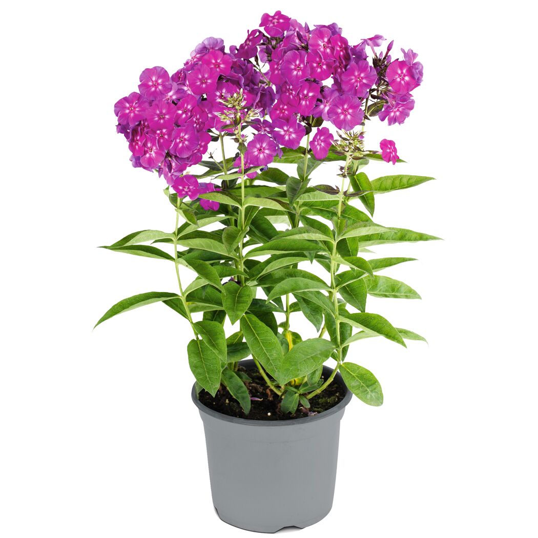 Lila Flammenblume im grauen Topf