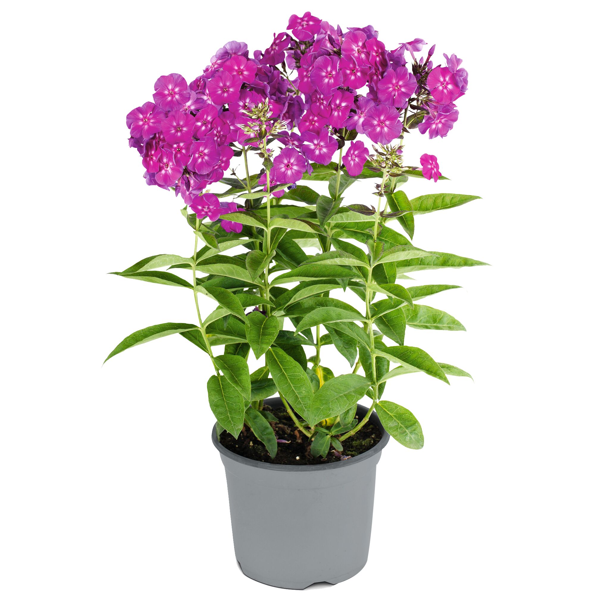 Lila Flammenblume im grauen Topf