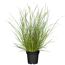 Pennisetum Lampenputzergras im Topf