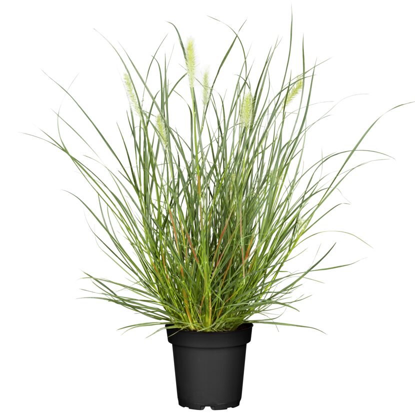 Pennisetum Lampenputzergras im Topf