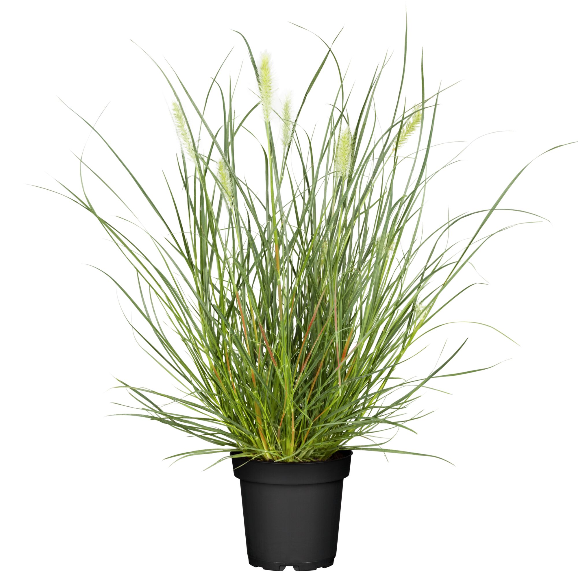 Pennisetum Lampenputzergras im Topf