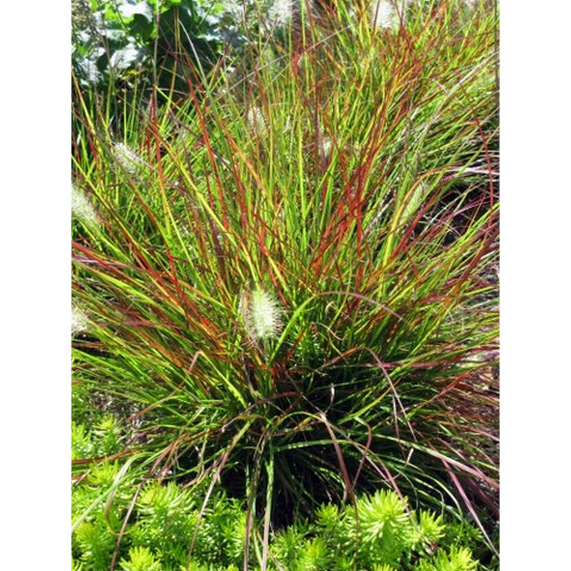 Rotes Lampenputzergras