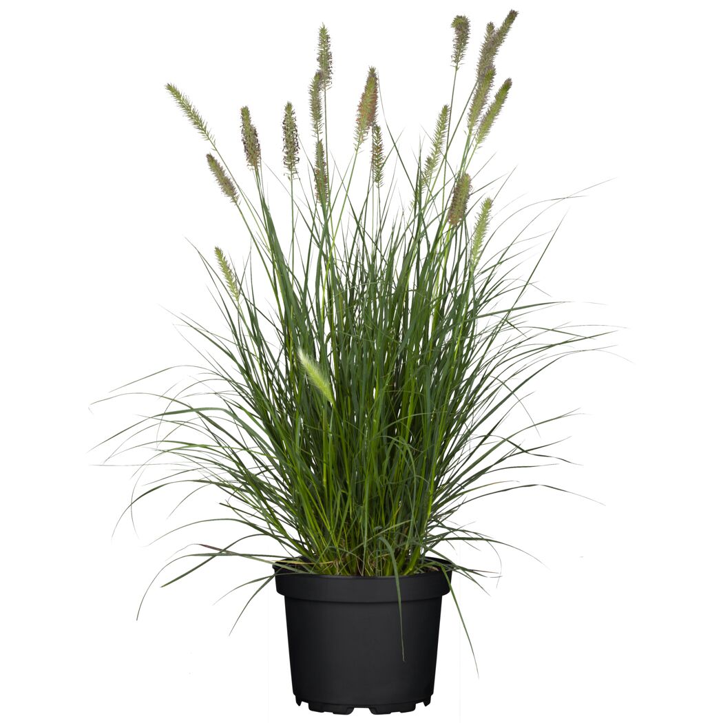 Lampenputzergras in schwarzem Topf