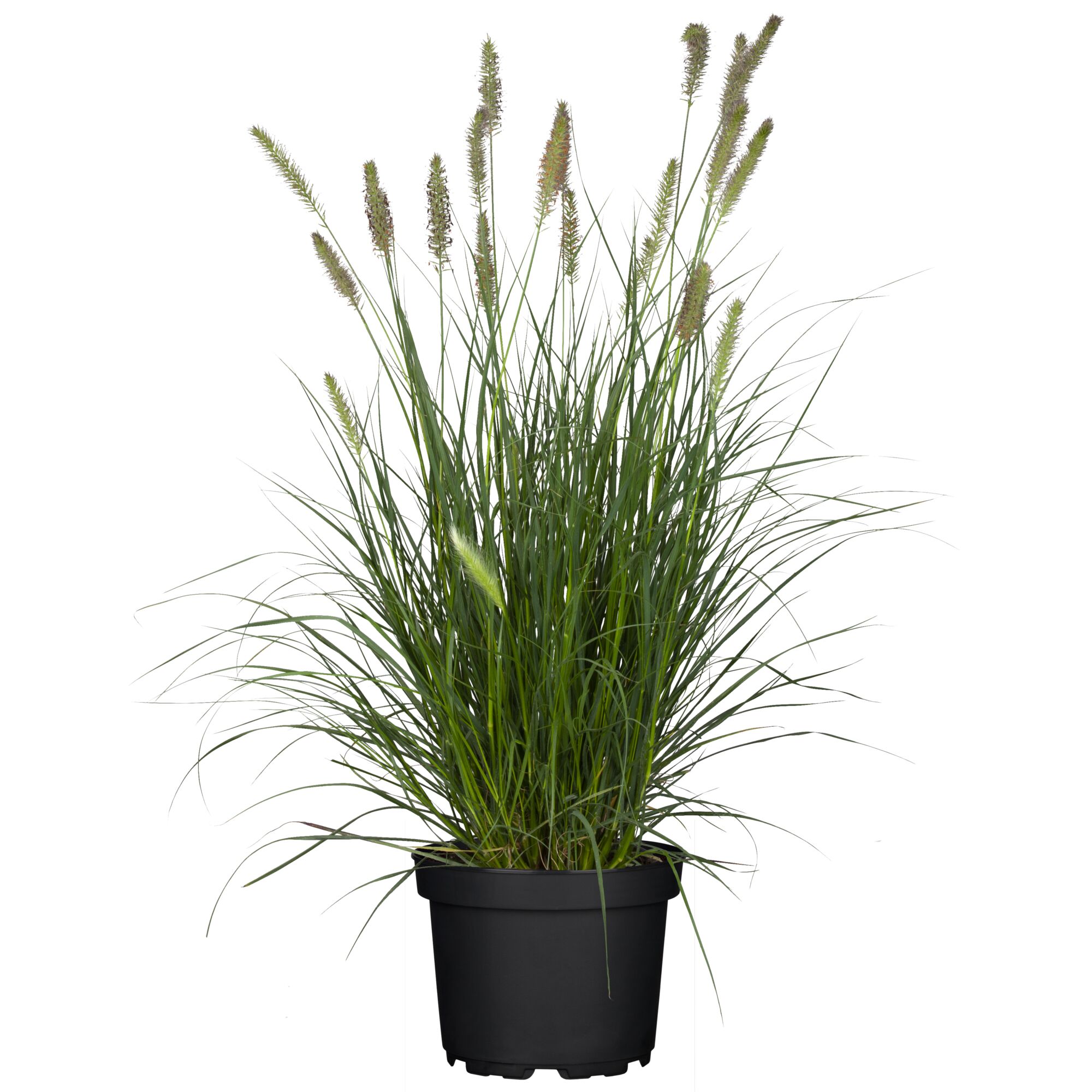 Lampenputzergras in schwarzem Topf