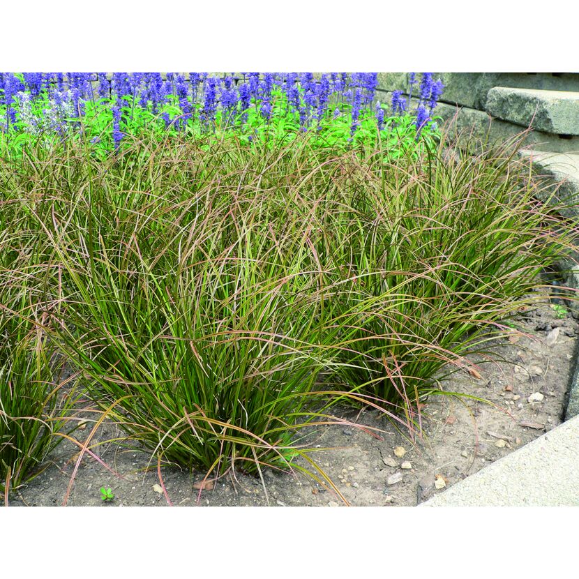 Segge 'Phoenix Green' im Beet, auch Carex comans genannt