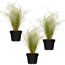 Drei Topfpflanzen der Sorte Carex albula Frosted Curls