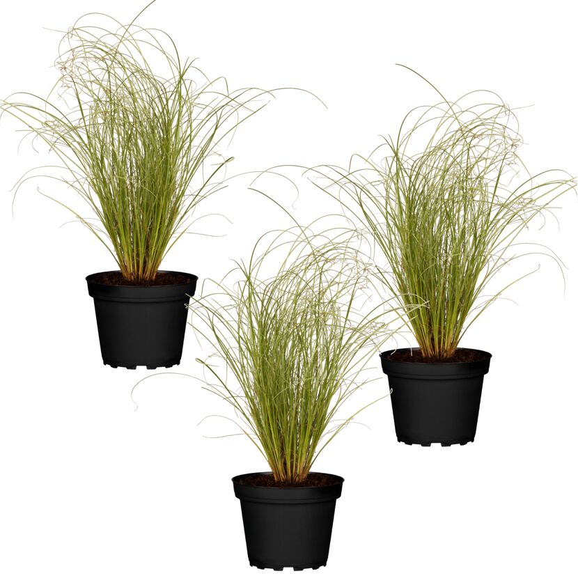 Drei Topfpflanzen der Sorte Carex albula Frosted Curls