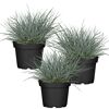 Drei Töpfe Blauschwingel Festuca glauca 'Elijah Blue'