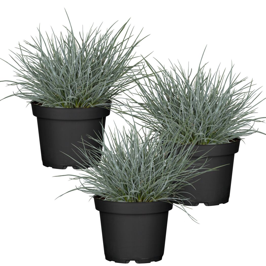 Drei Töpfe Blauschwingel Festuca glauca 'Elijah Blue'