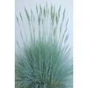 Blauschwingel Festuca glauca