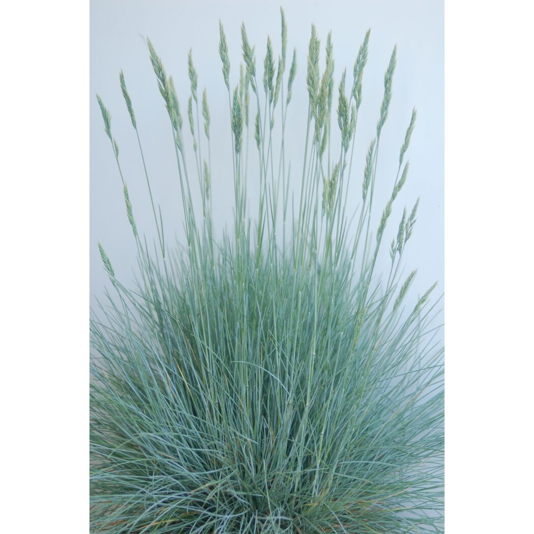 Blauschwingel Festuca glauca