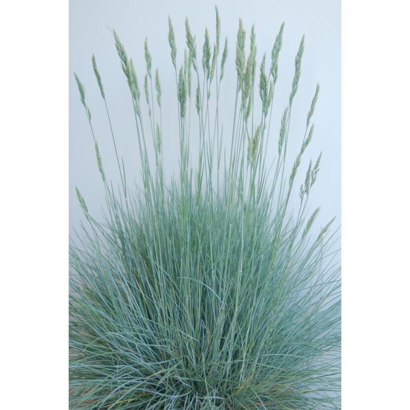 Blauschwingel Festuca glauca