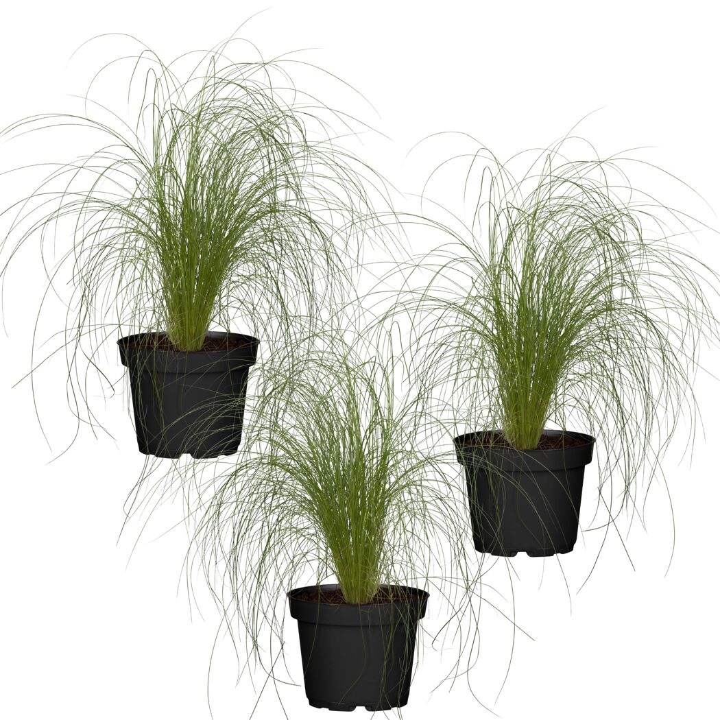 Drei Stipa Tenuissima Ponfedergras in schwarzen Töpfen