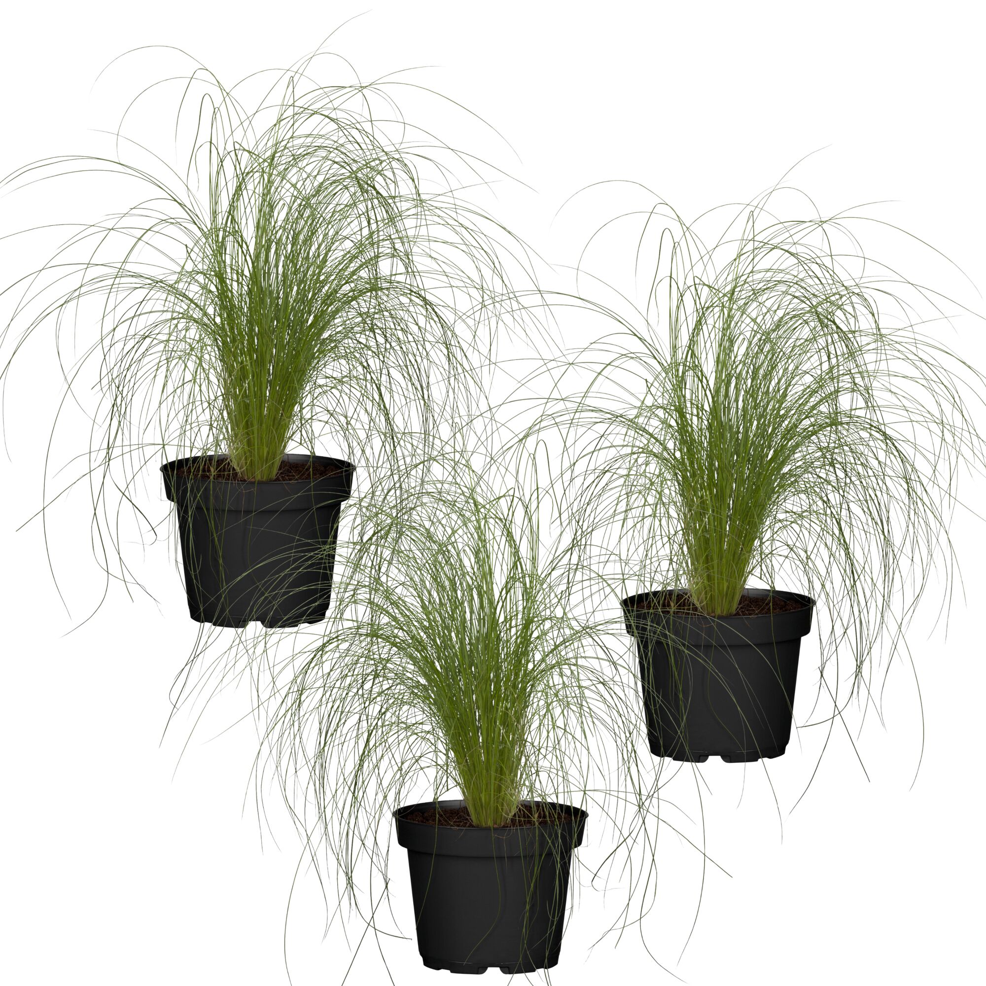 Drei Stipa Tenuissima Ponfedergras in schwarzen Töpfen