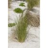 Ziergras Stipa tenuissima