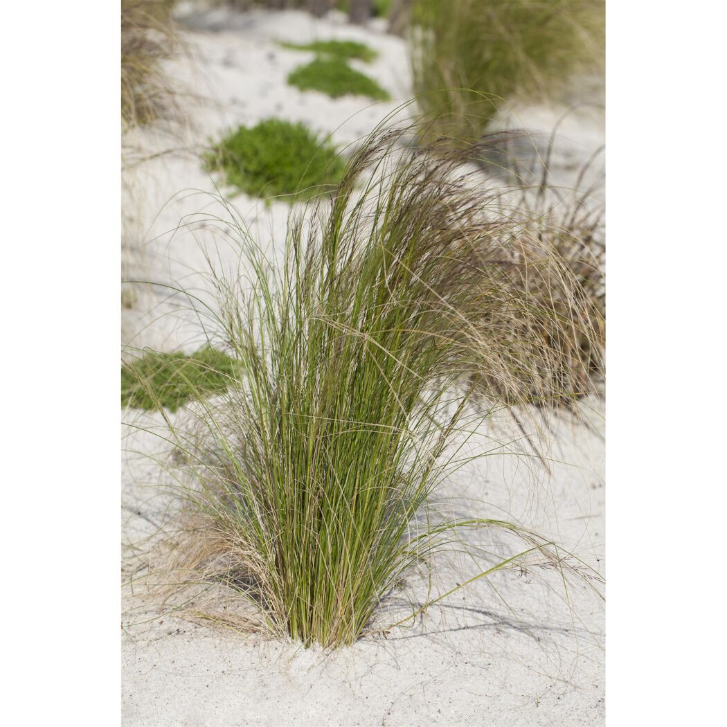 Ziergras Stipa tenuissima