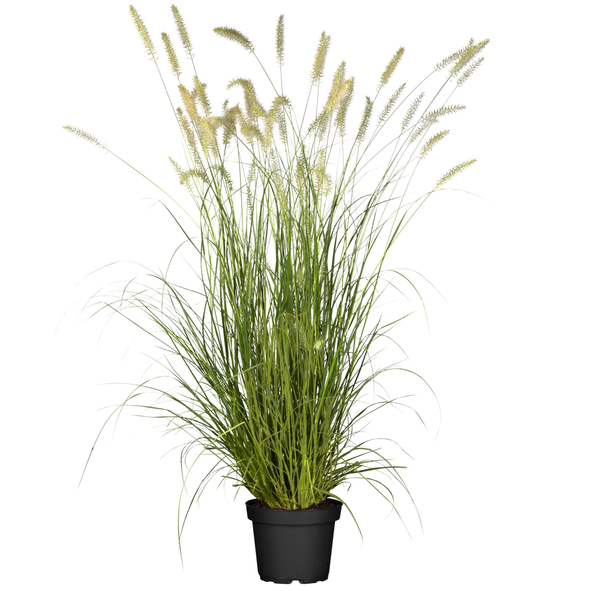 Lampenputzergras in schwarzem Topf