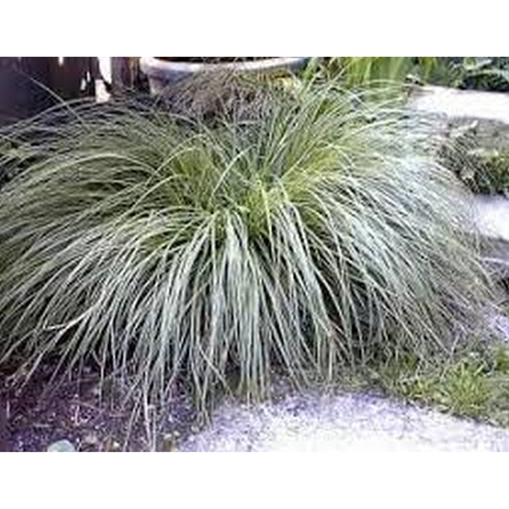 Eine Pflanze der Sorte C. BRUNNEA VARIEGATA SEGGE.