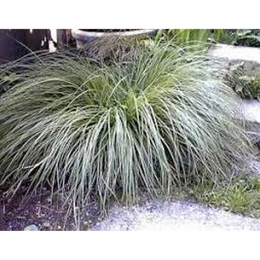 Eine Pflanze der Sorte C. BRUNNEA VARIEGATA SEGGE.