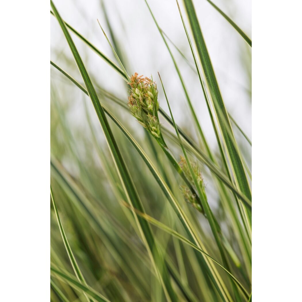 Nahaufnahme einer C. BRUNNEA VARIEGATA SEGGE