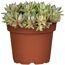 Hauswurz Sempervivum Mix im Topf