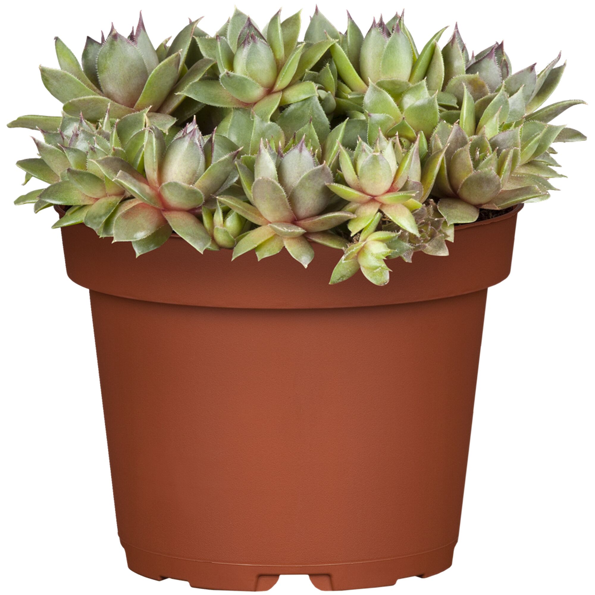 Hauswurz Sempervivum Mix im Topf