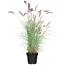 Federborstengras 'Red Head' 19 cm Topf