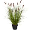 Pennisetum, Lampenputzergras im Topf