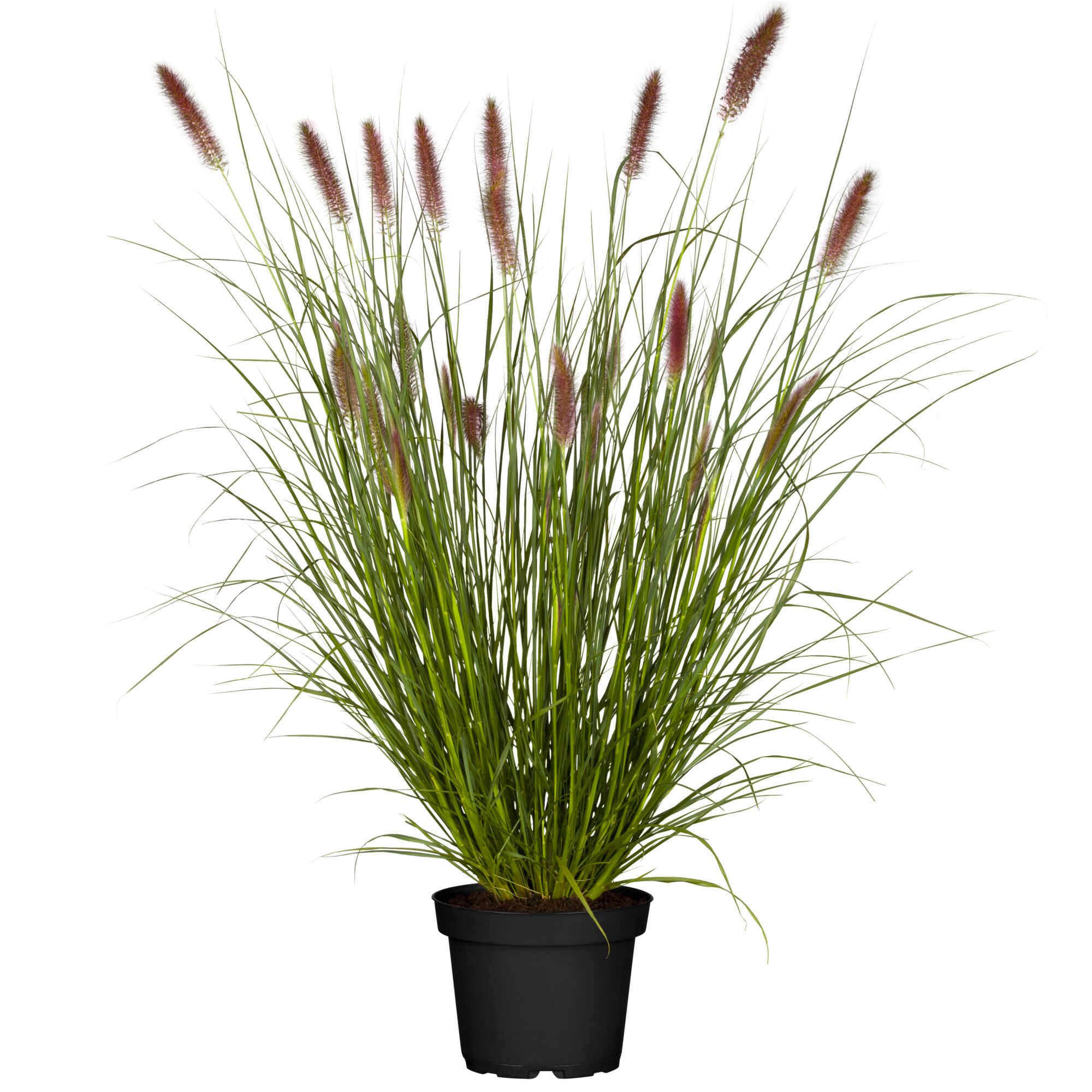 Pennisetum, Lampenputzergras im Topf