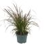 Pennisetum, Lampenputzergras im Topf