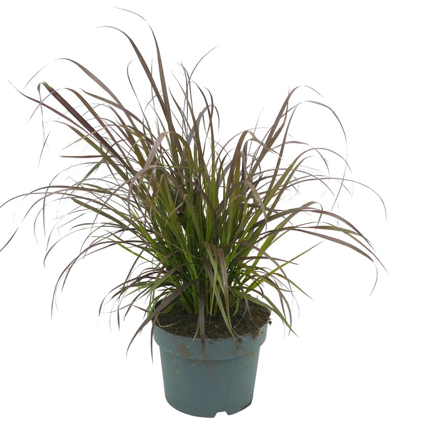Pennisetum, Lampenputzergras im Topf
