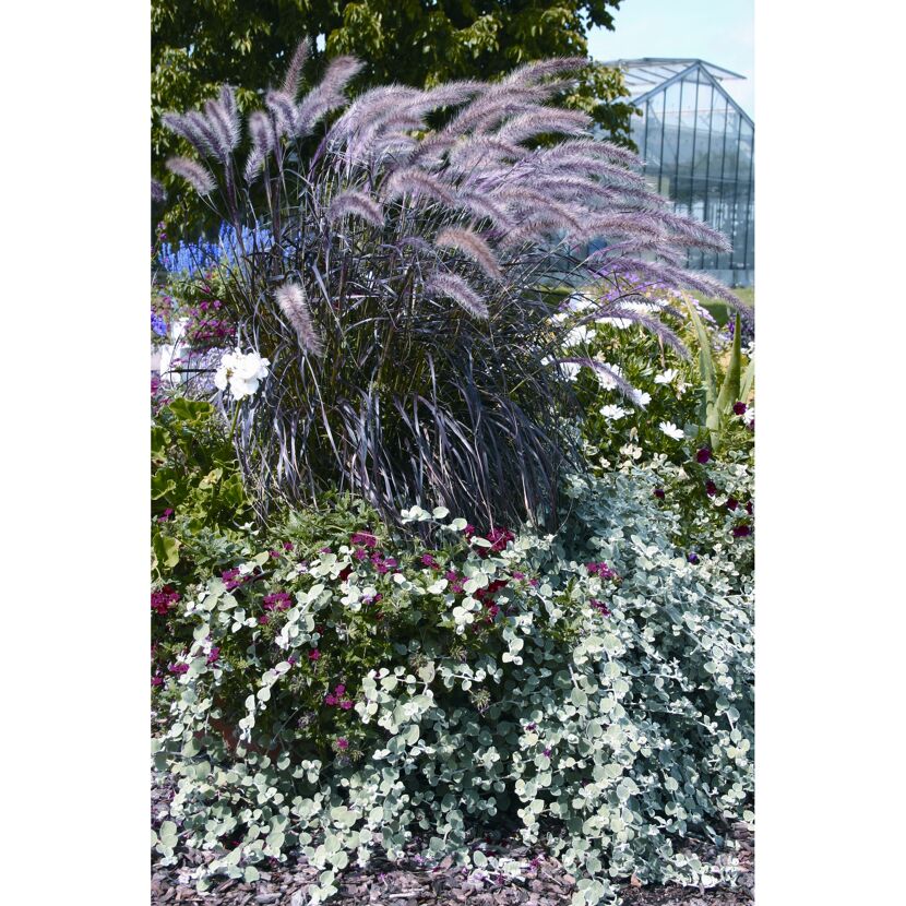 Pennisetum, Lampenputzergras