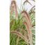 Ziergras Pennisetum
