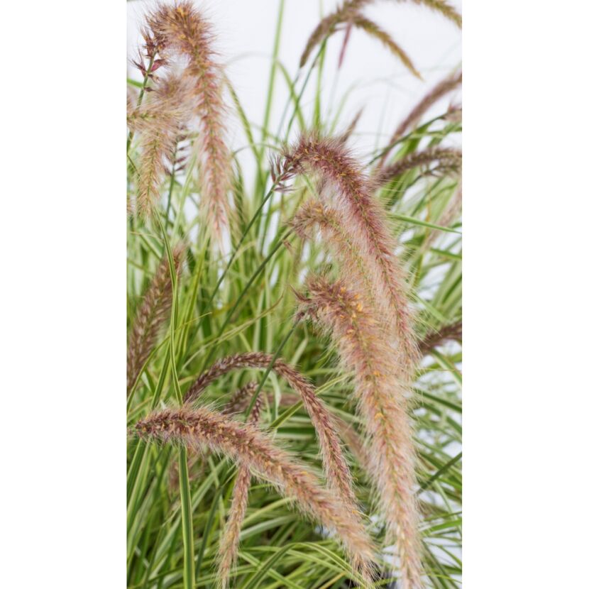 Ziergras Pennisetum