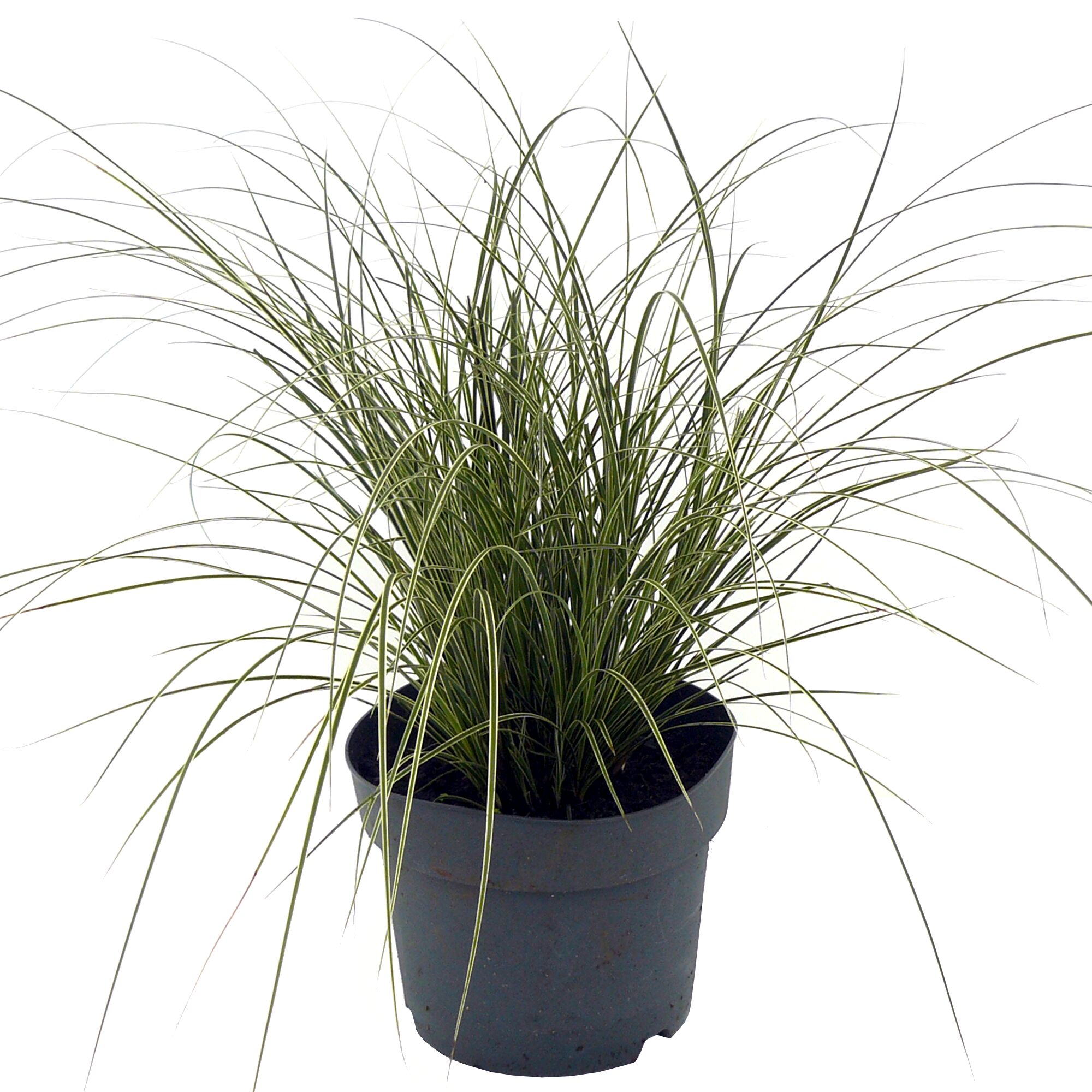 Topfpflanze Carex Brunnea Segge