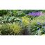 Gelbgrünes Ziergras und violette Blüten im Garten.