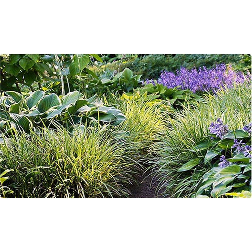 Gelbgrünes Ziergras und violette Blüten im Garten.
