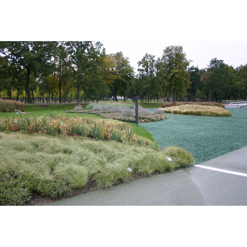 Verschiedene Gräserarten im Park