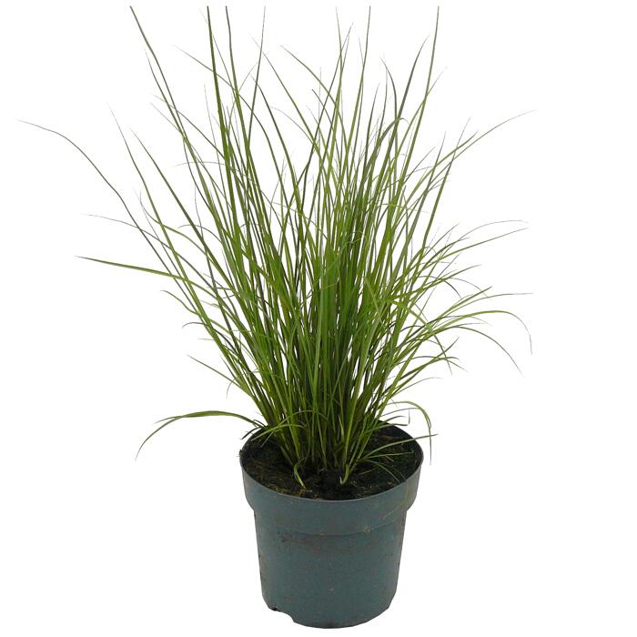 toom GartenSegge �Phoenix Green� 14 cm Topf